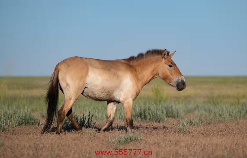 普氏野马在长达200多年后，重回旧地哈萨克斯坦的草原生存。 图源：英国《卫报）